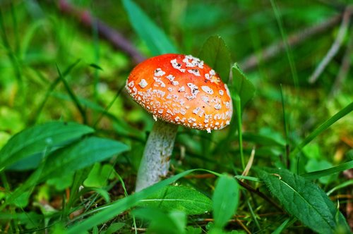 amanita  mushroom  forest