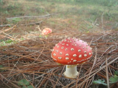 amanita mushroom red