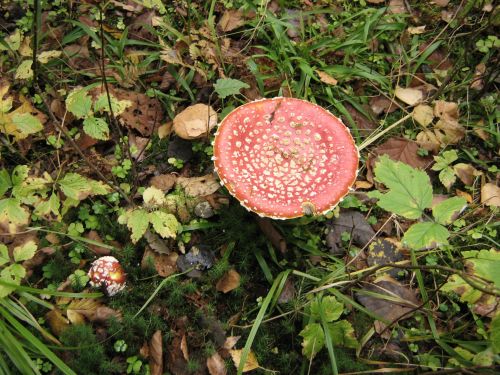 Amanita In The Forest