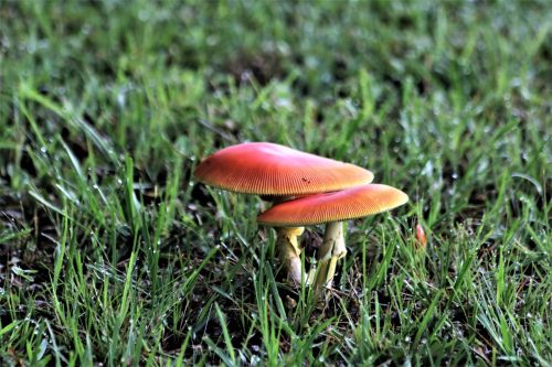 Amanita Jackson Mushrooms In Grass