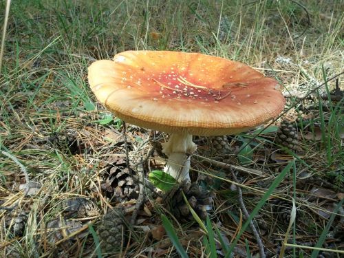 amanita muscaria adult mushroom smurfs