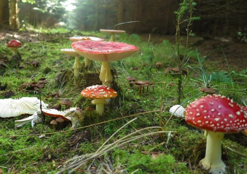 amanita muscaria fly agaric mushroom