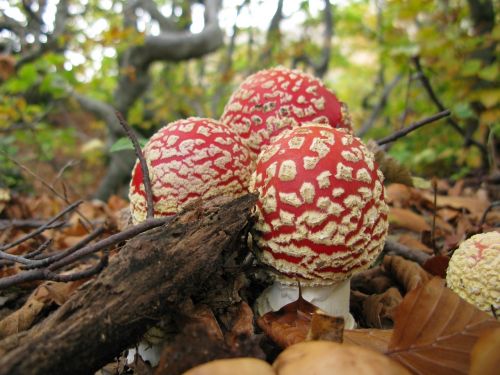 amanita muscaria fungi appennino tosco-emiliano