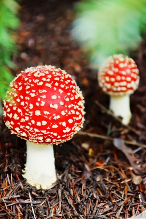 Amanita Muscaria