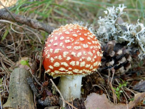 amanita muscaria mushroom autumn forest