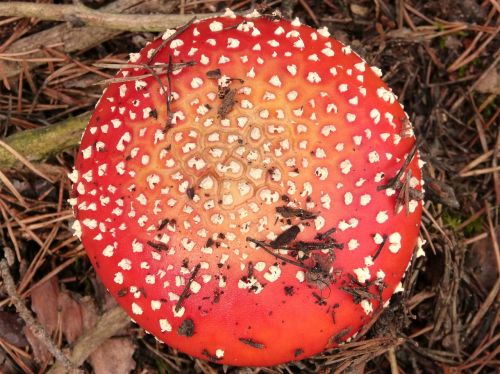 amanita muscaria geometry mushroom