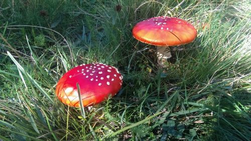 amanita muscarias mushrooms forest