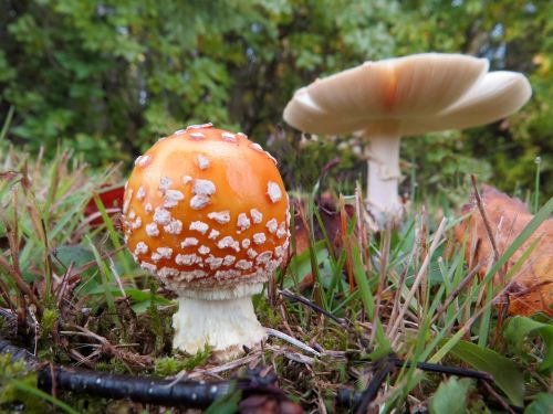 amanita mushroom fungus forest