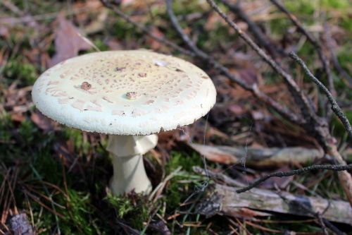 amanita phalloides poisonous mushrooms forest