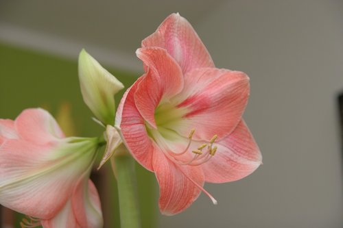 amarilis  petals  flower