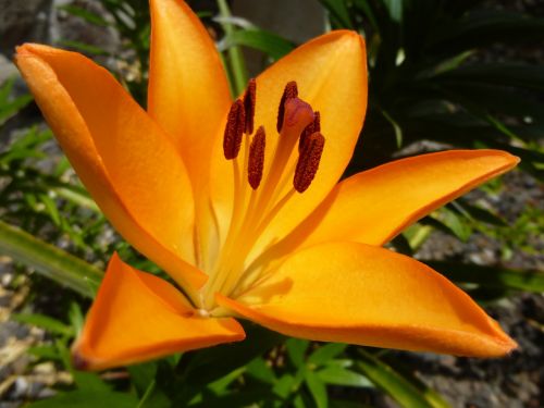 amarillis flower blossom
