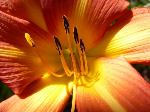 amarillis flower blossom