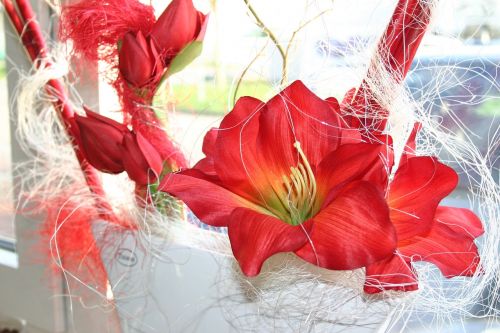 amaryllis flower red