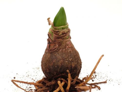 amaryllis plant root