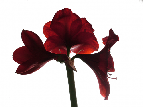 amaryllis flower blossom