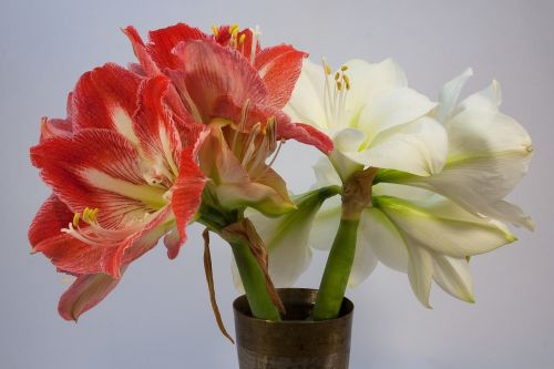 amaryllis red white