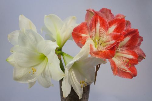 amaryllis red white