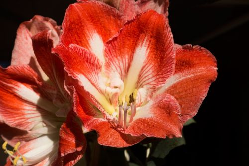 amaryllis red white