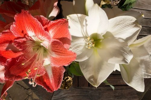 amaryllis red white