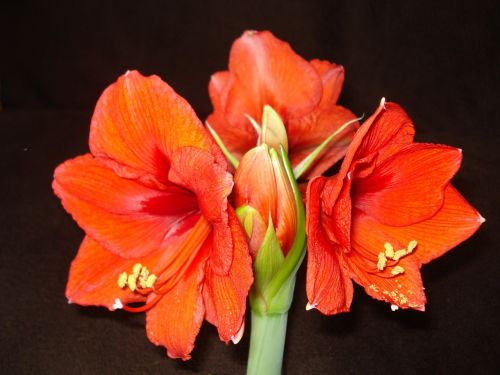 amaryllis red flower red