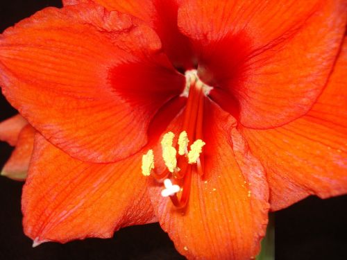 amaryllis flower red
