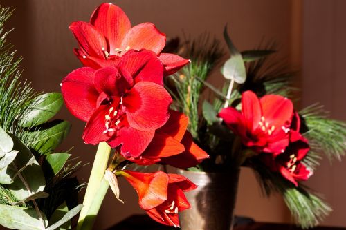 amaryllis red blossom