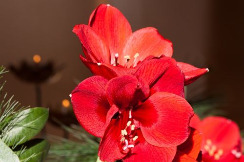 amaryllis red blossom