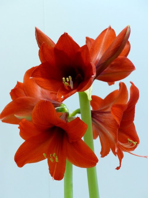 amaryllis flowers red