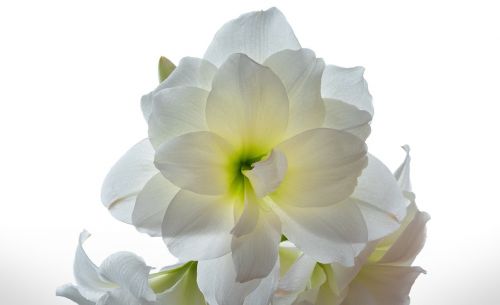 amaryllis flower white