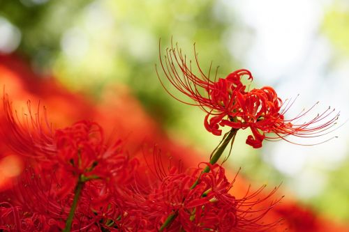 amaryllis amaryllidaceae spider lily