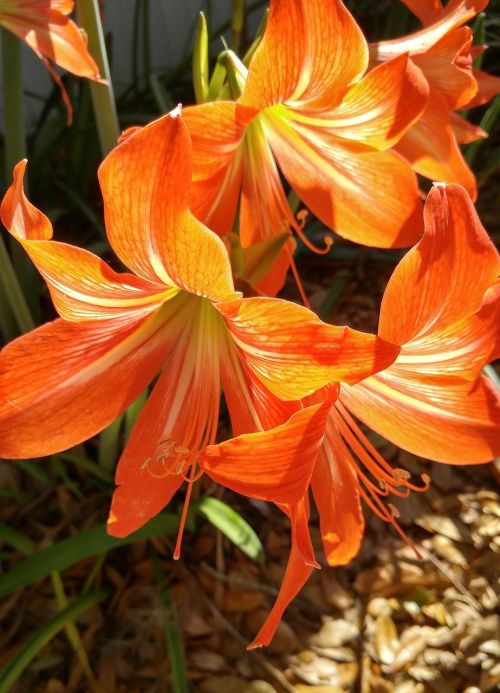 amaryllis sun fire