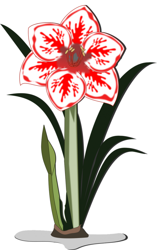 amaryllis clip art flor