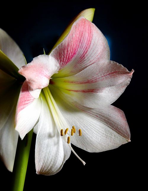 amaryllis plant flower