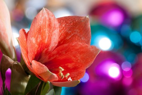 amaryllis salmon pink blossom