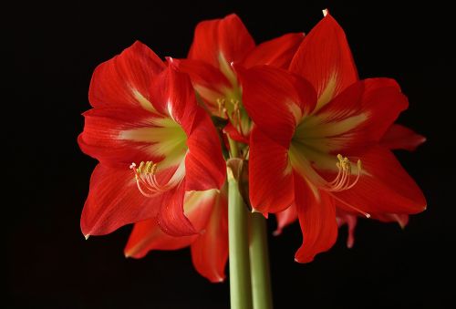 amaryllis flower blossom