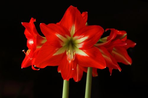 amaryllis flower blossom