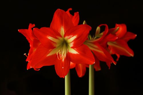 amaryllis flower blossom