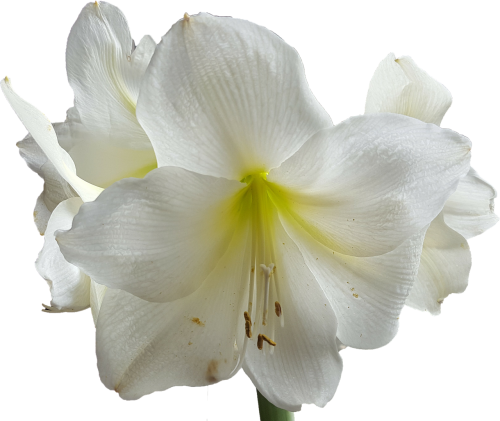amaryllis white flower