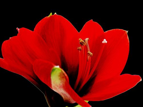 amaryllis blossom bloom
