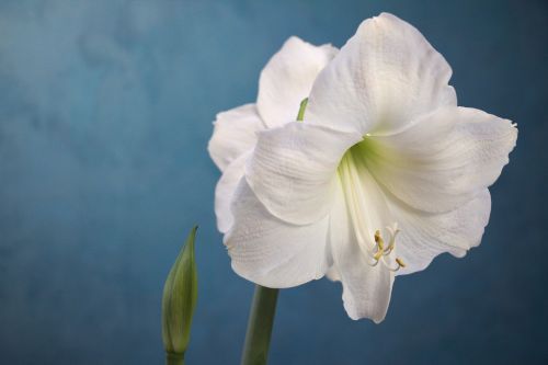 amaryllis white flower