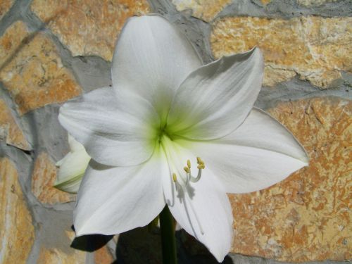 amaryllis white room plant