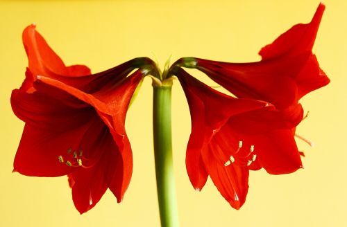 amaryllis flower blossom