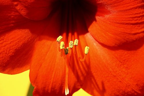 amaryllis flower blossom