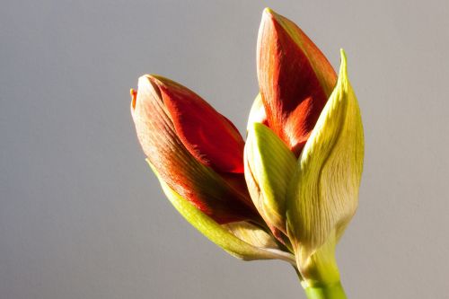 amaryllis red bud