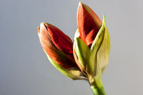 amaryllis red bud