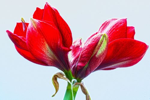 amaryllis red flowers