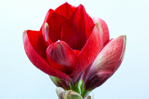 amaryllis red flowers