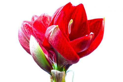 amaryllis red flowers