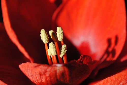 amaryllis red flowers