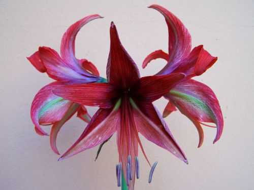 amaryllis burgundy-colored flowers potted plant